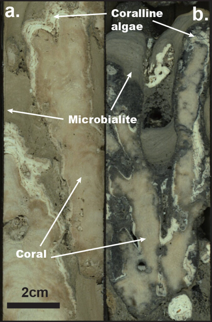 Two side-by-side, labeled cross sections showing detailed appearance of different sections of seafloor core.