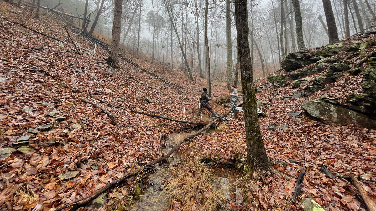 The floor of a foggy forest is covered in orange and brown leaves. In the middle distance, two researchers are taking measurements of a narrow stream.