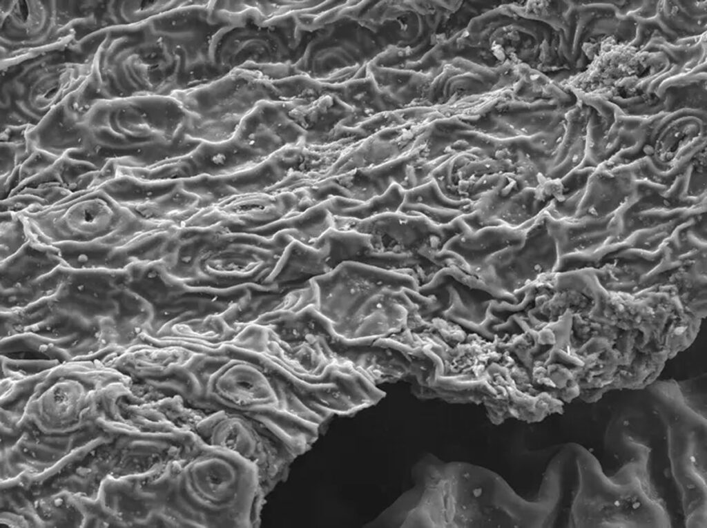 Scanning electron microscope image of black tea leaves, magnified by 300 times.