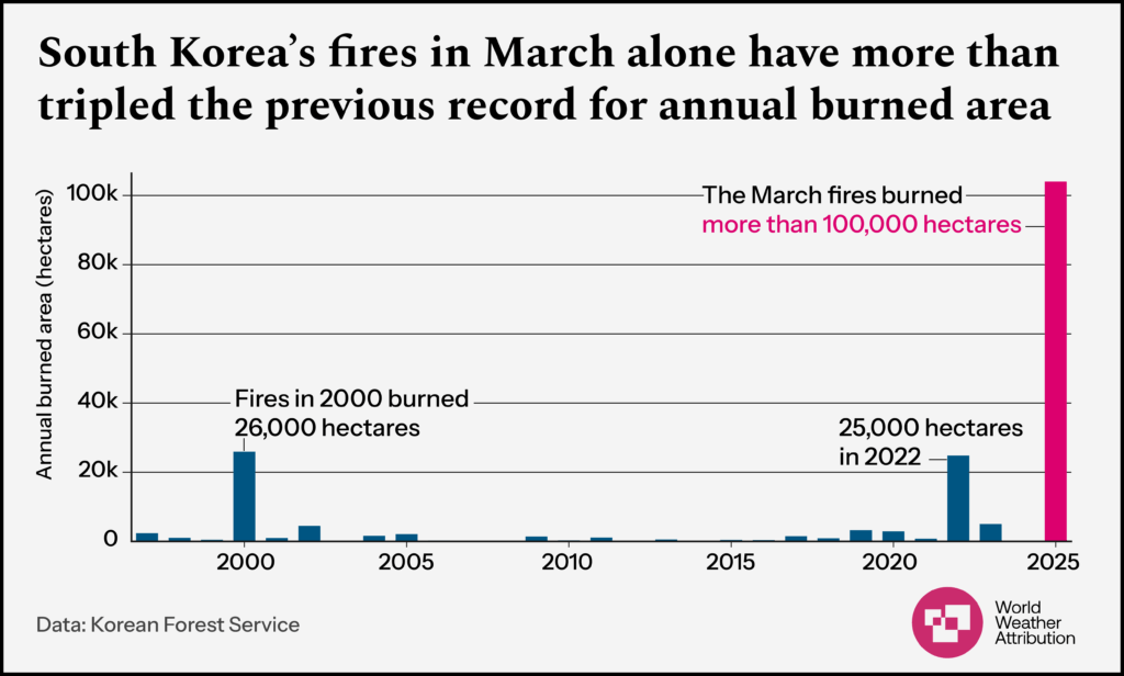 A bar chart shows that in 2000, 26,000 hectares of land burned in fires, and in 2022, 25,000 hectares burned. In March 2025 alone, more than 100,000 hectares burned.