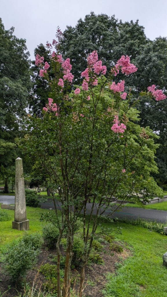 A bush in a cemetery with pink flowers at the tips of its branches.