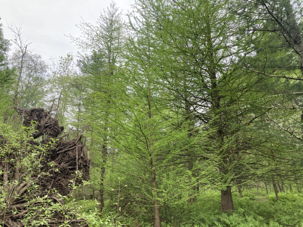 Trees in a forest, with a downed tree in the left corner of the image.