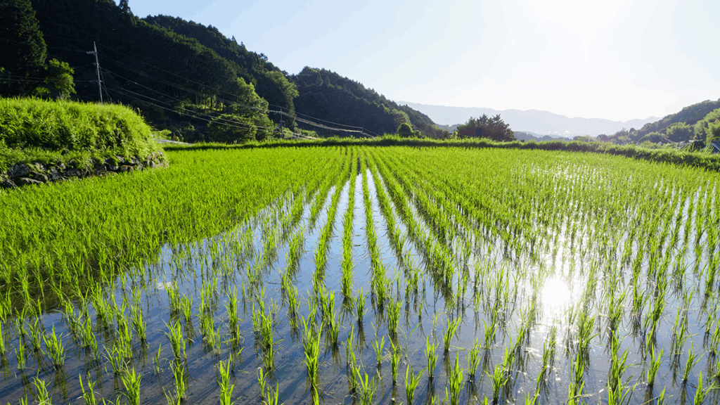 Photo of a rice paddy.