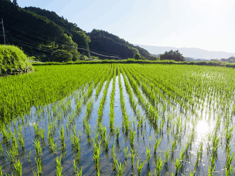 Decoding Crop Evapotranspiration