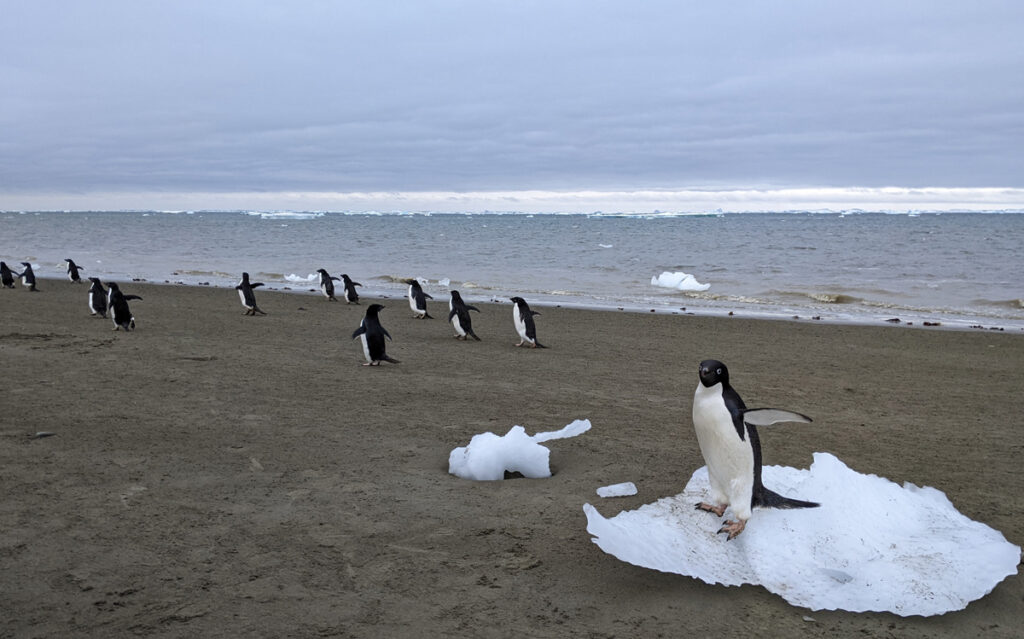 About a dozen Adélie penguins stand on an icy shoreline. A penguin in the foreground stands on a lone patch of ice.