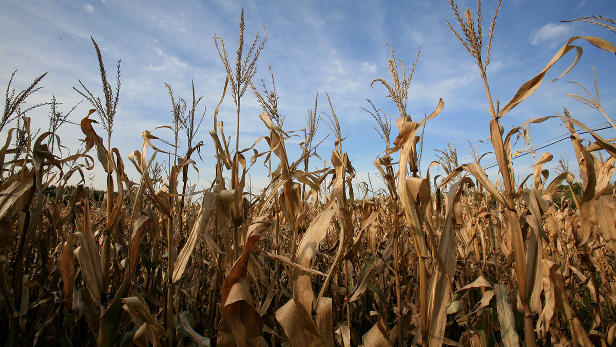Brown, dying stalks of corn are seen against a blue sky.