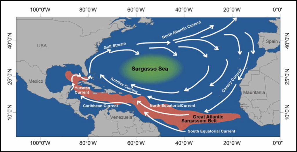 A map showing part of North America and South America at left and Spain and part of West Africa at right. The Sargasso Sea is shown in green, the Great Atlantic Sargassum Belt is shown in red, and the rest of the water is blue in color. Curved white arrows show the major currents.