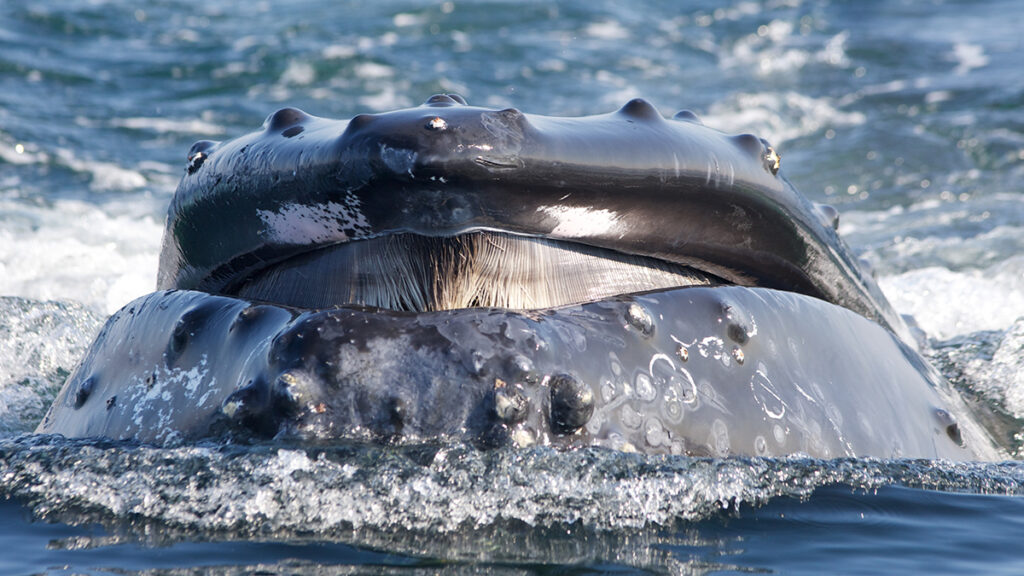 Close-up of a partially surfaced humpback whale showing its baleen