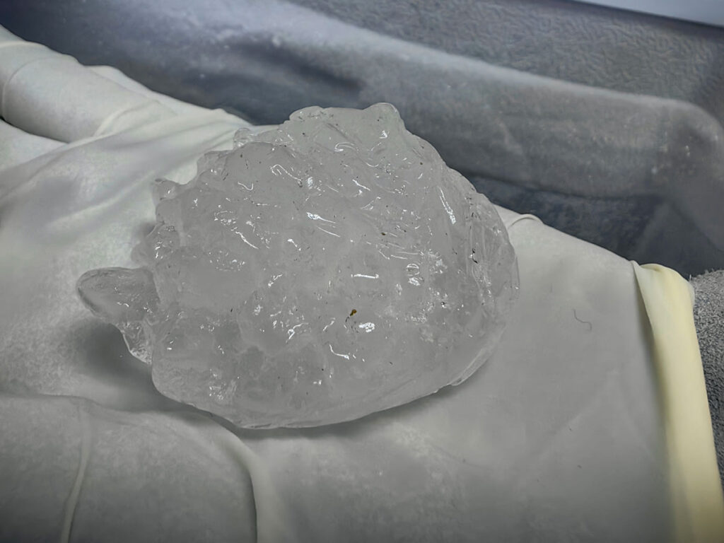 A bumpy hailstone in a gloved hand