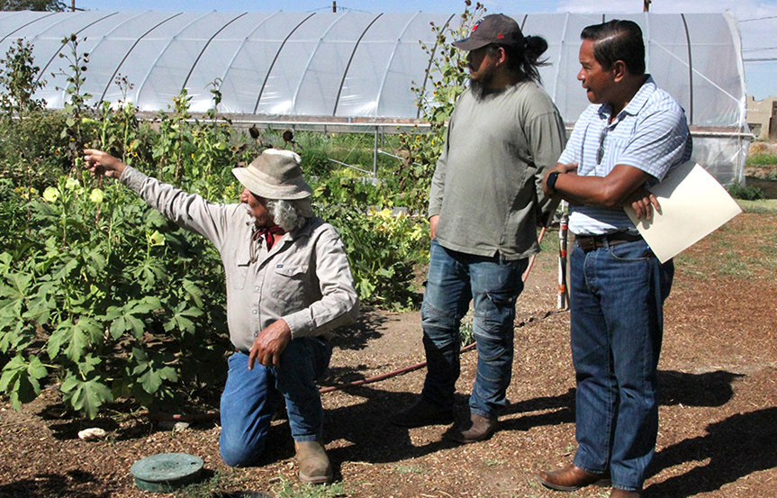 A kneeling man touches the leaf of a plant while two other men look on. Rows of crops and a greenhouse-like structure appear behind.