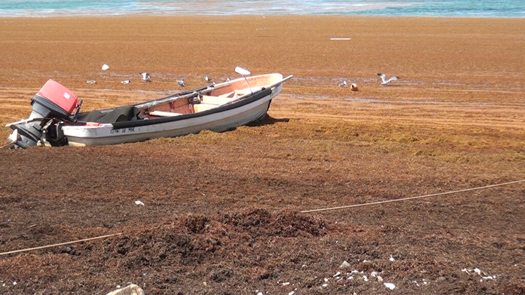 A boat floats atop an inlet covered in brown Sargassum seaweed.