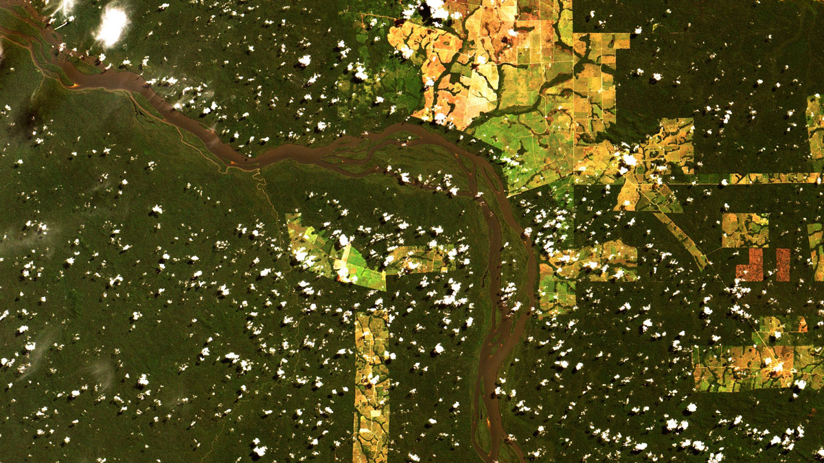 A satellite image showing dark green tropical forest in Mato Grosso, Brazil, with blocky areas that have been deforested. The light green patches are now cattle ranches, while the yellow-brown areas are exposed soil. There are also dots of small clouds over the area.