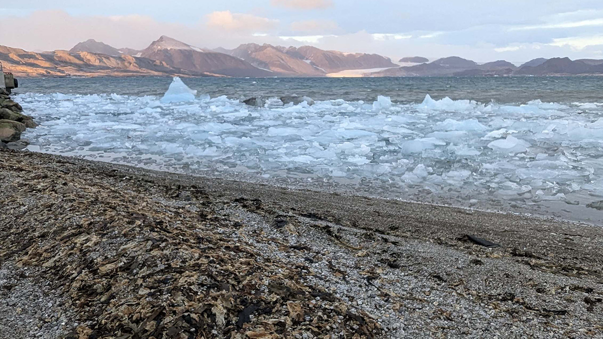 In the foreground is a beach covered in brownish seaweed, farther back is a body of water coated in chunks of floating ice, and in the distance are mountains and the sky.