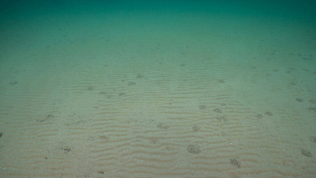 Fine-grained sand on the ocean floor, marked by the rippling movement of currents
