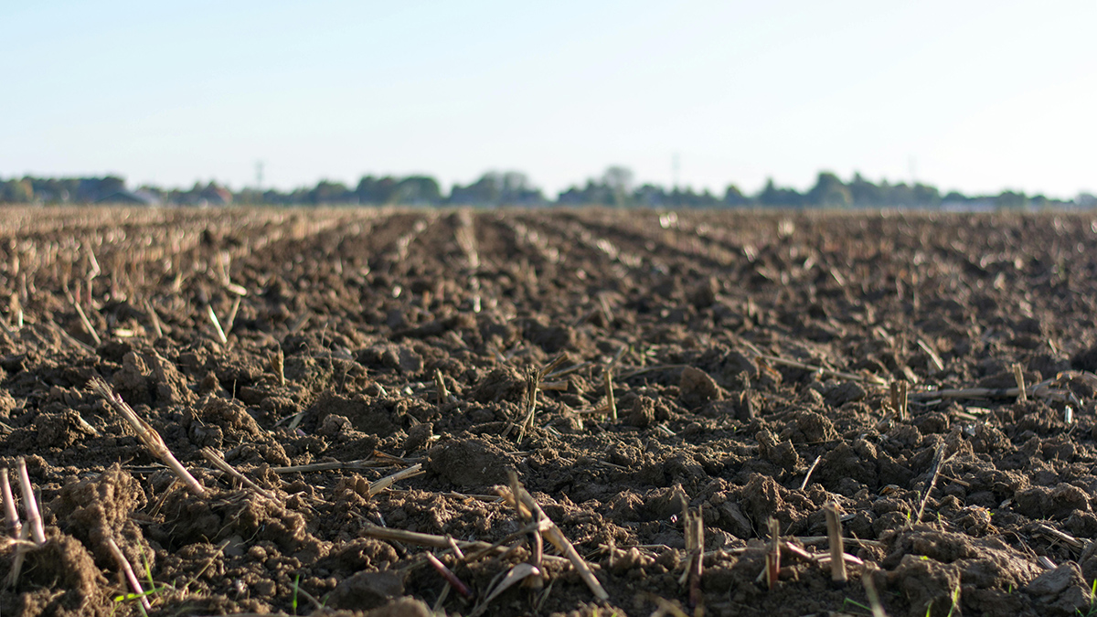 A close-up of soil, viewed from the ground and stretching off into the distance