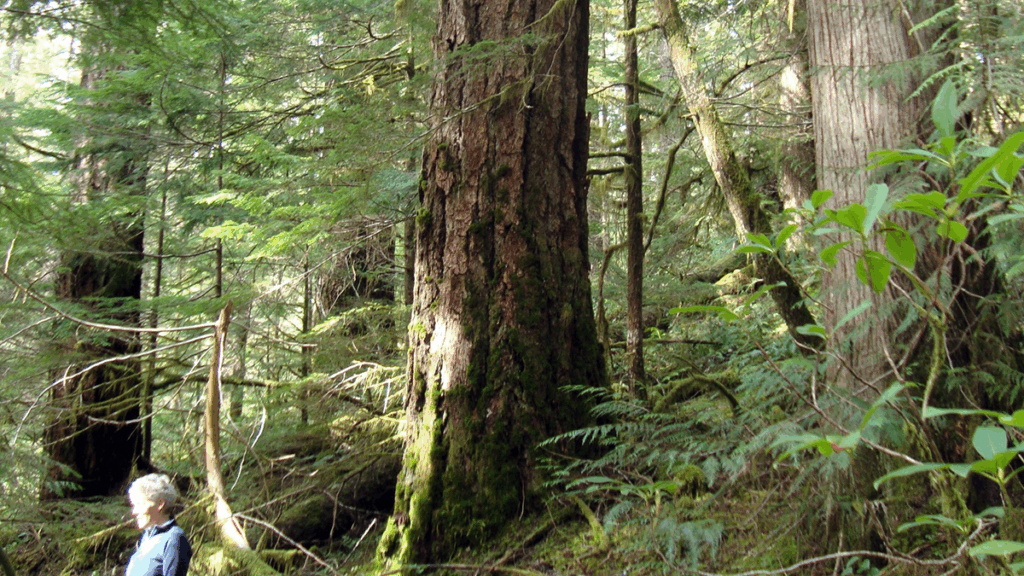 Photo of a person in front of large trees.