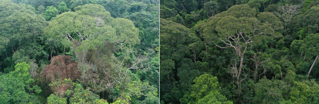 Two images show the same tree, before (left) and after (right) a lightning strike. In the second image, the tree isn’t coated in woody vines, and some of the trees around it have died.