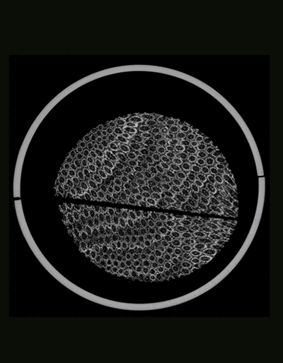 Animation showing a computed tomography cross section of a coral core