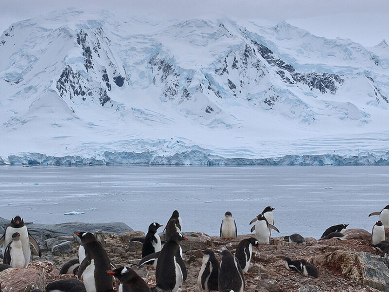 Where Do Antarctic Submarine Canyons Get Their Marine Life?