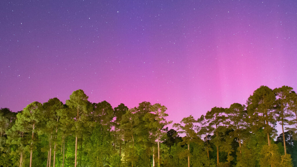 Pink aurorae illuminate the starry night sky above a stand of trees.