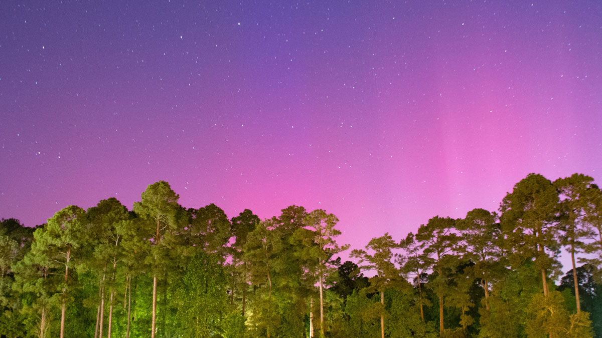 Pink aurorae illuminate the starry night sky above a stand of trees.