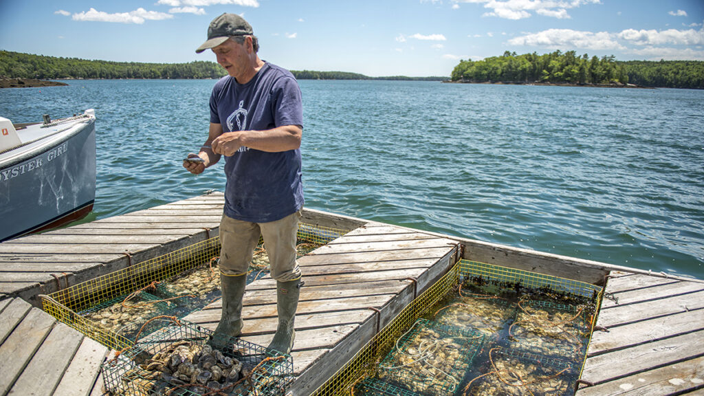 A person stands among crates of shellfish on a dock on a river.