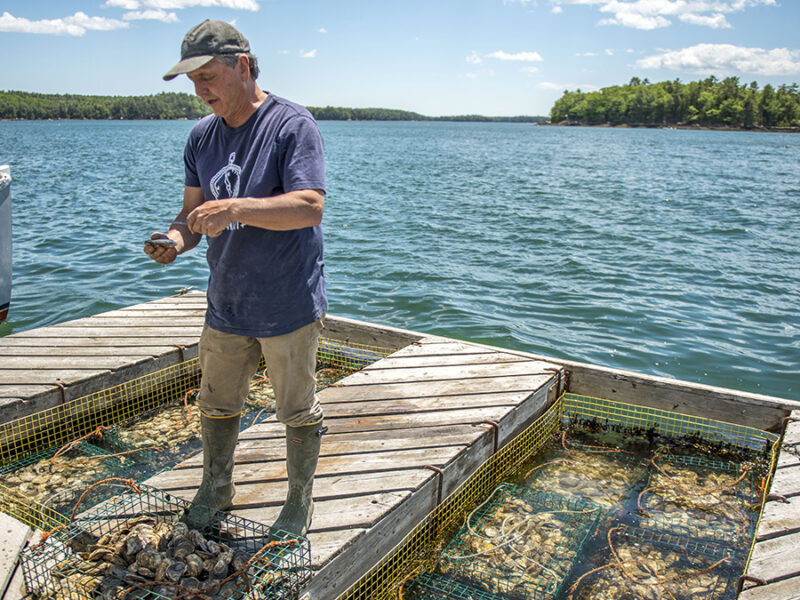 Warming Gulf of Maine Buffers Ocean Acidification—For Now