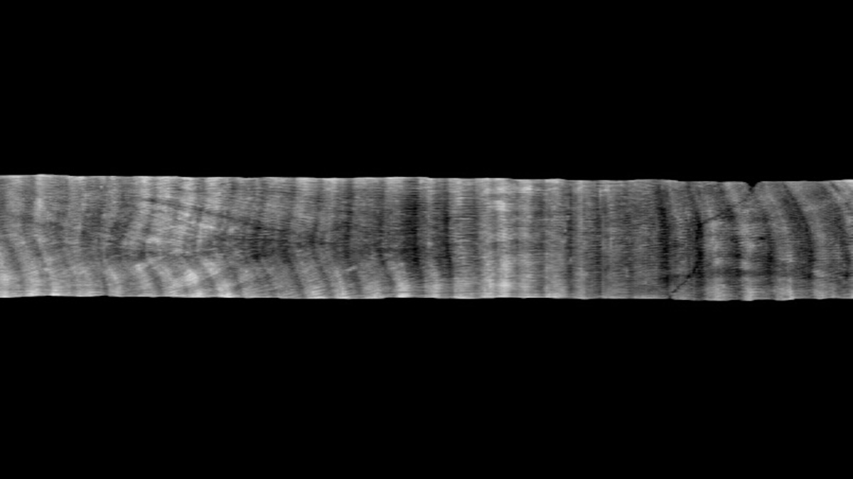 Black-and-white computed tomography image of a coral core