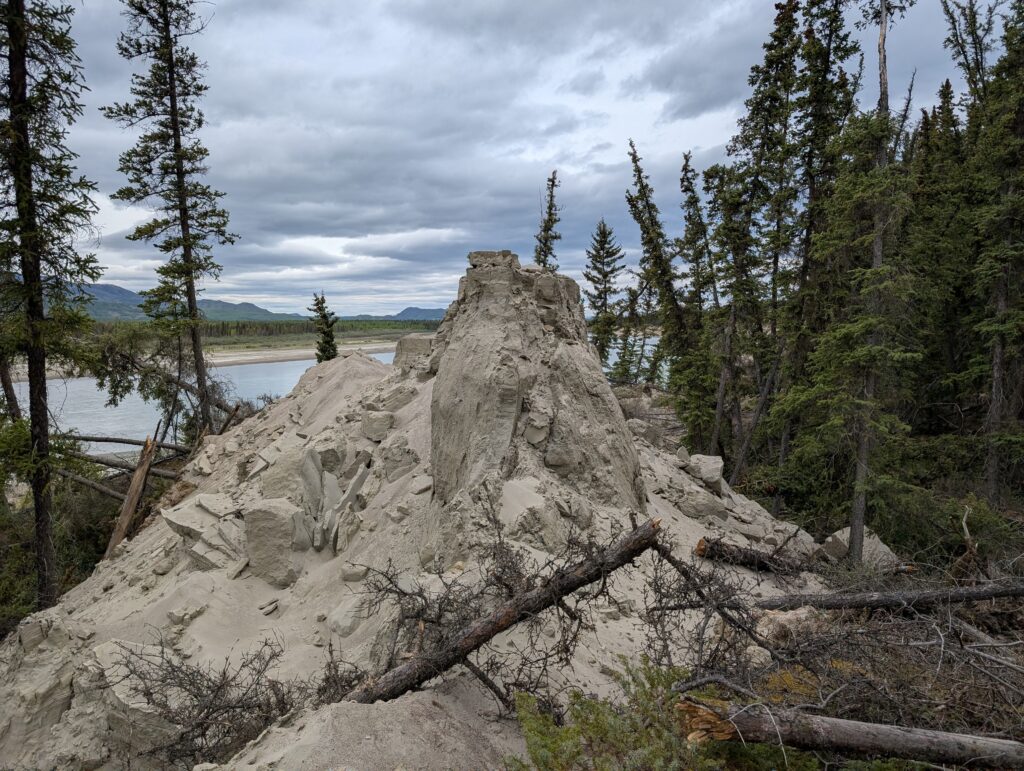 Back-tilted trees in the May 2025 Yukon River landslide.