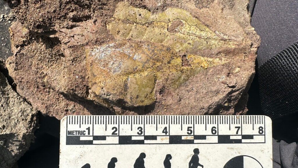 An 8-centimeter-long metric ruler has silhouetted images of the classic “evolution of man.” The ruler is next to a fossil of a leaf.