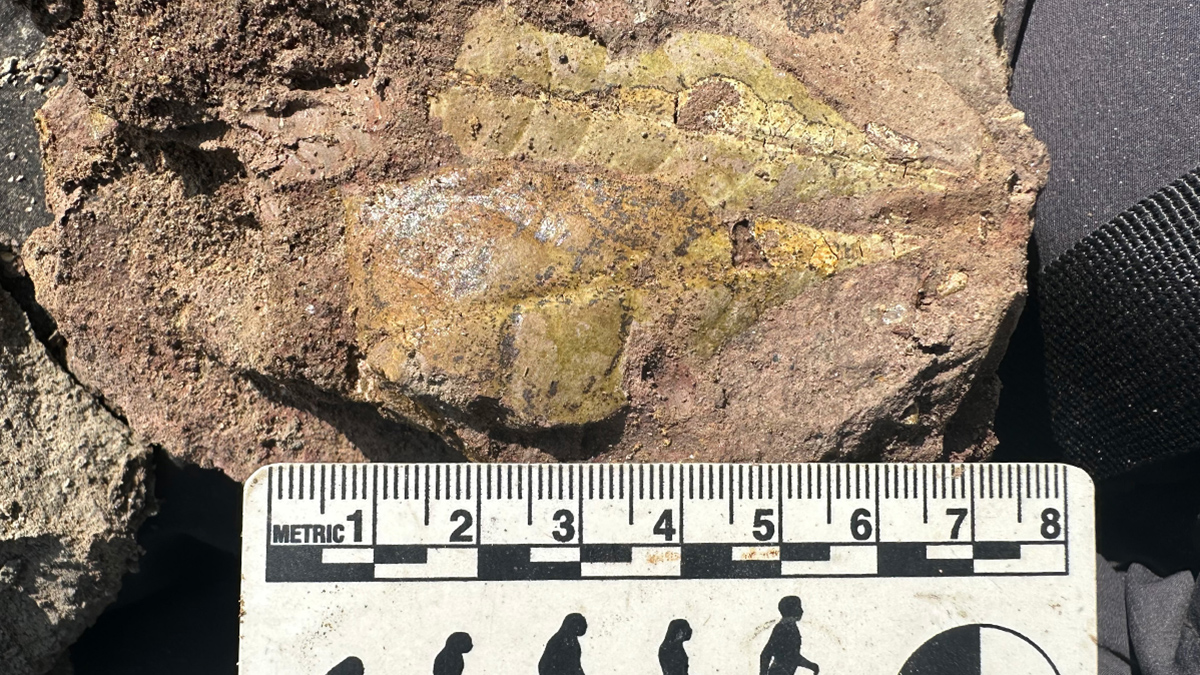 An 8-centimeter-long metric ruler has silhouetted images of the classic “evolution of man.” The ruler is next to a fossil of a leaf.