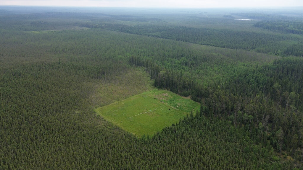 Aerial photo of a rectangular patch of light green peatland surrounded by dark green forest