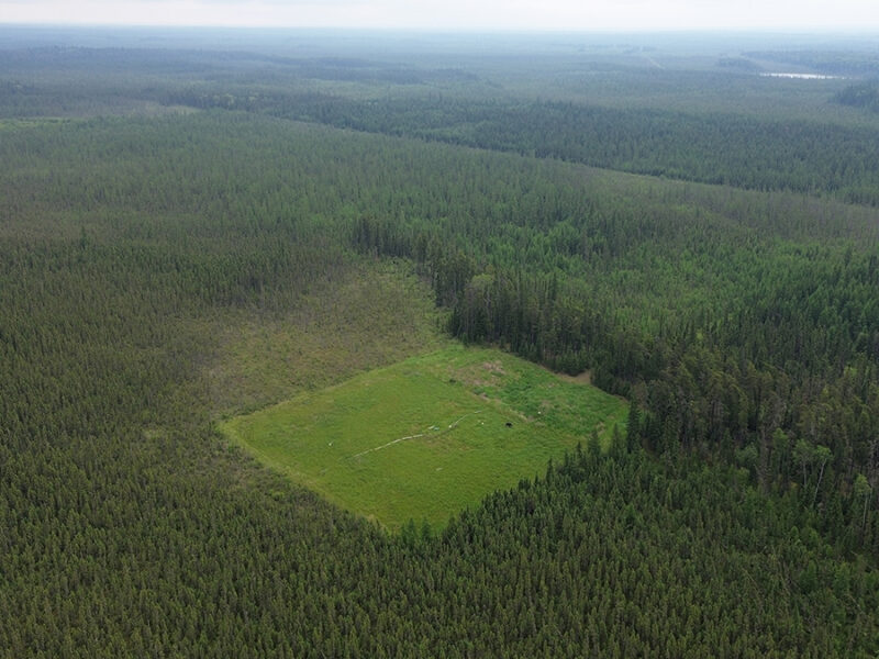 Surface Conditions Affect How Mosses Take to Former Well Pads in Canada’s Boreal Fens