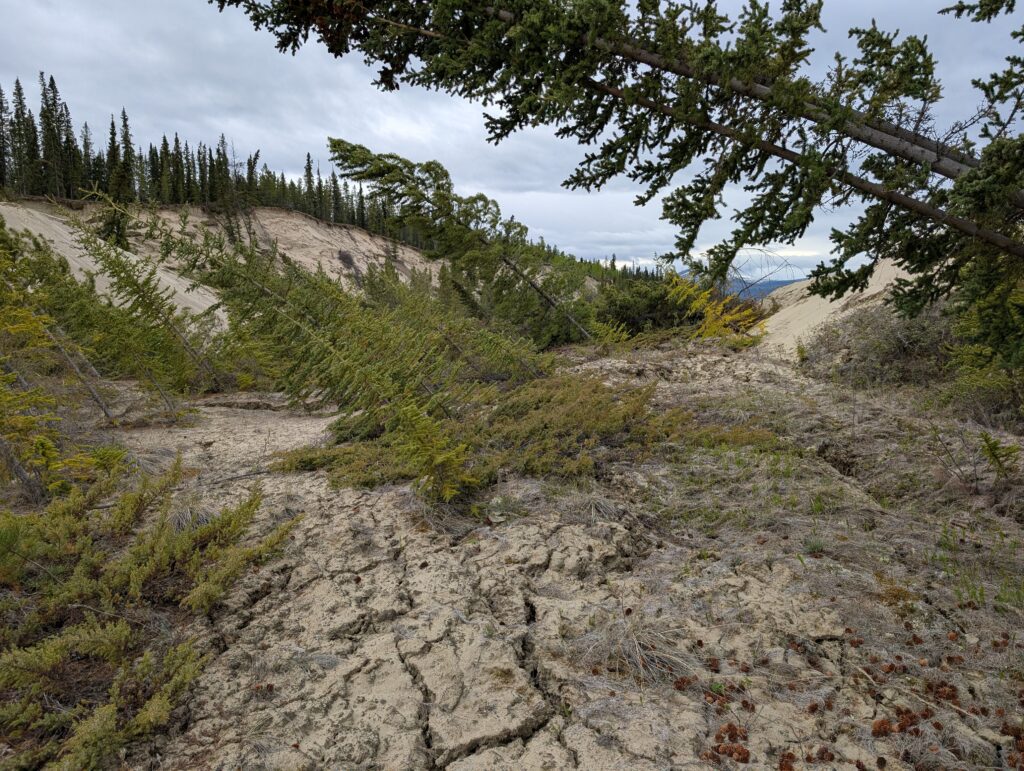 Back-tilted blocks in the May 2025 Yukon River landslide.