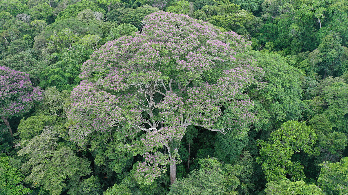 Un gran árbol con flores rosadas se alza por encima de un bosque de otros árboles verdes.