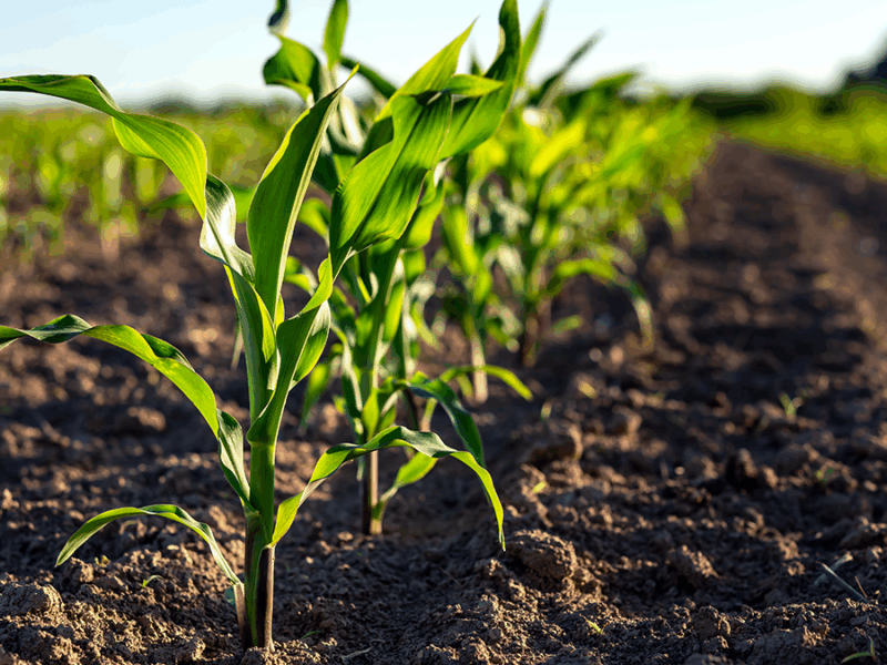 Why Crop Yield Decreases at High Temperatures