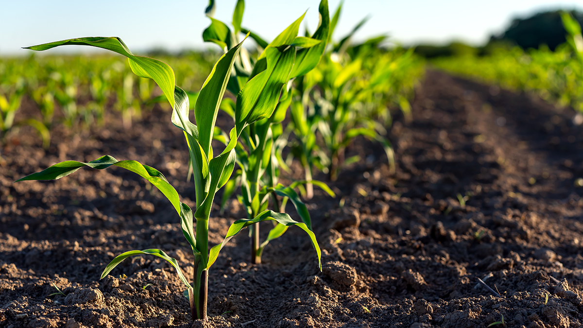 Photo of a corn field.