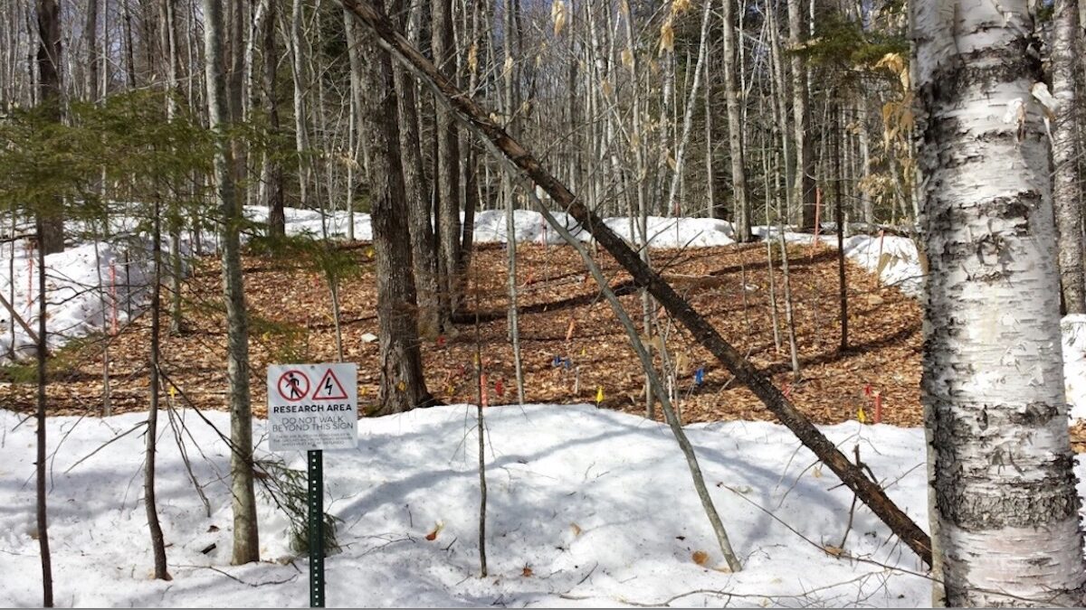 A square research plot with no snow, surrounded by a snowy forest