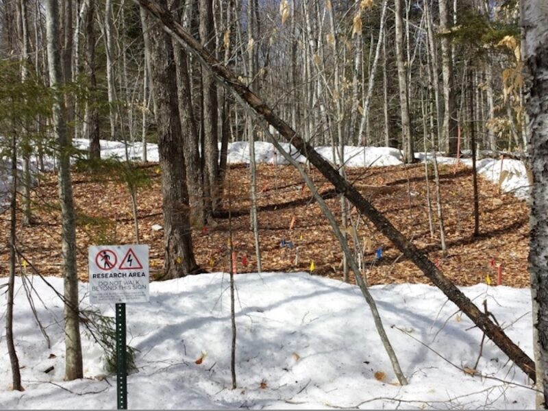 Warming Winters Sabotage Trees’ Carbon Uptake
