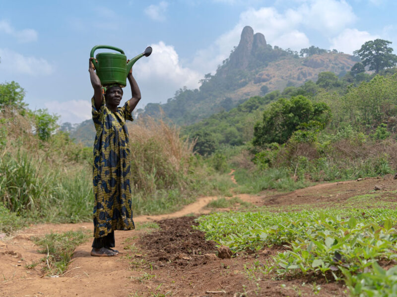 When Rain Falls in Africa, Grassland Carbon Uptake Rises