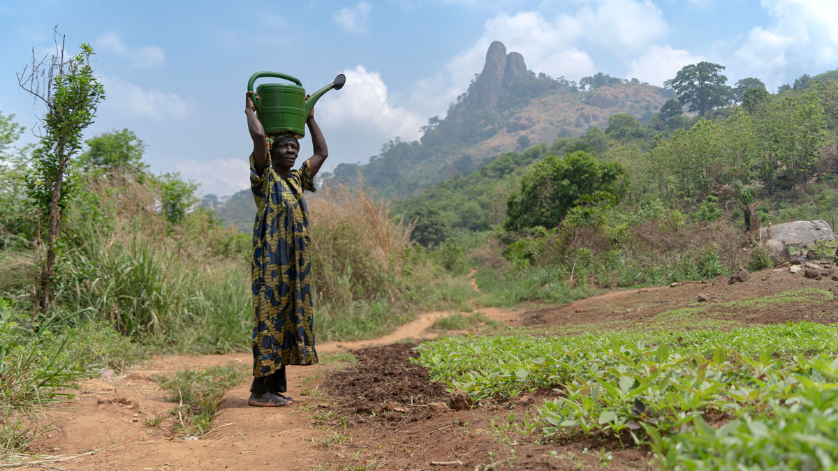A woman carries a watering can on her head as she walks along a dirt path running between a crop field and natural vegetation.