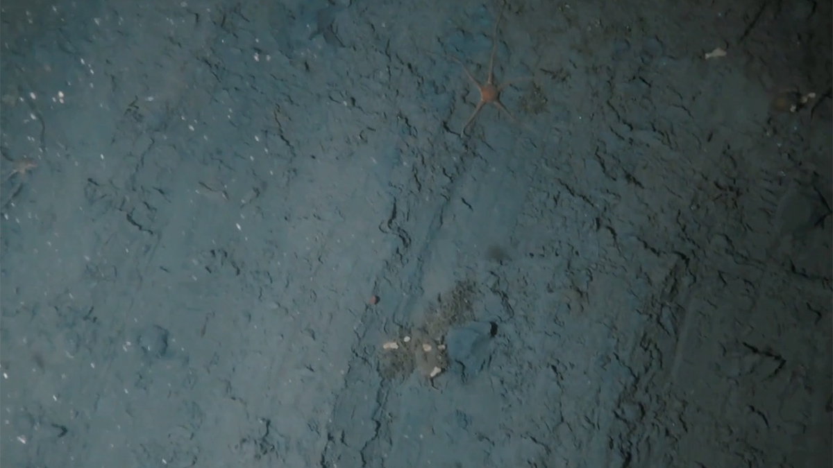 Crushed sponges and churned up sediment with ridges