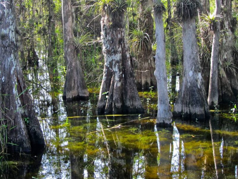 Environmental Groups Sue to Block Everglades Detention Facility