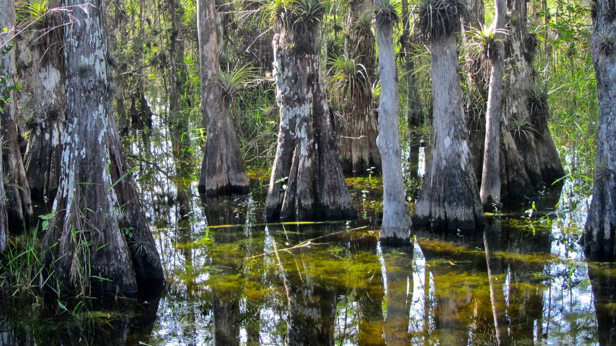 Trees growing in a green swamp