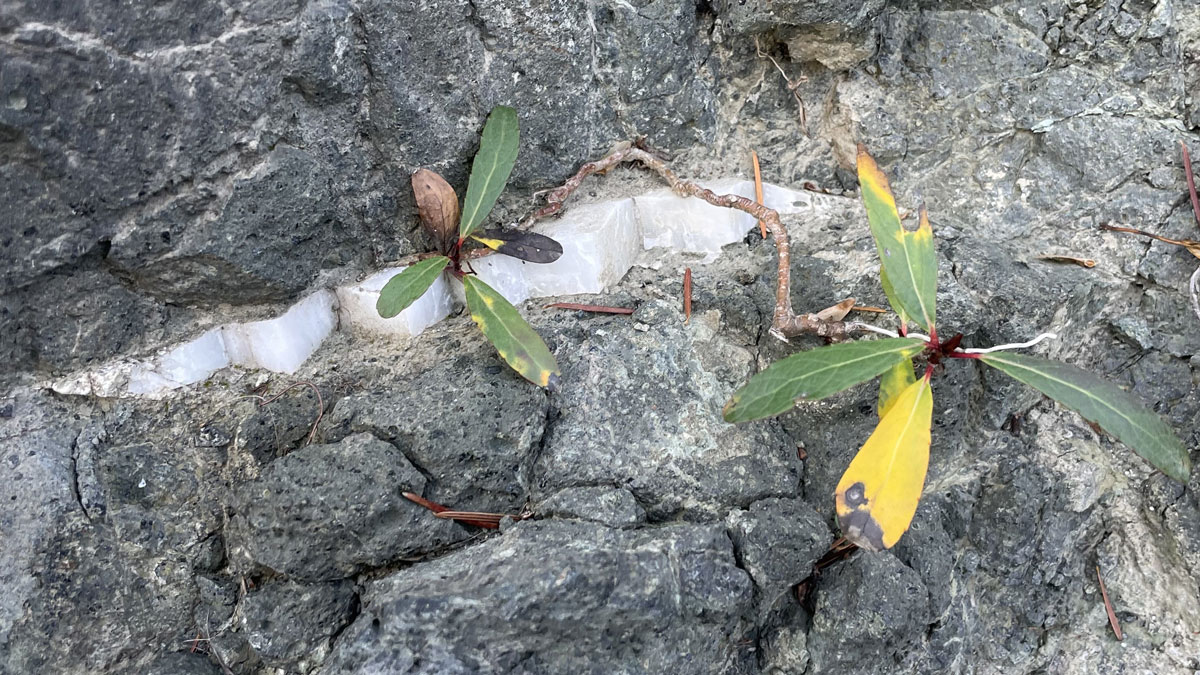 Primer plano de una veta blanca de calcita en roca basáltica gris con una pequeña planta sobre la roca.