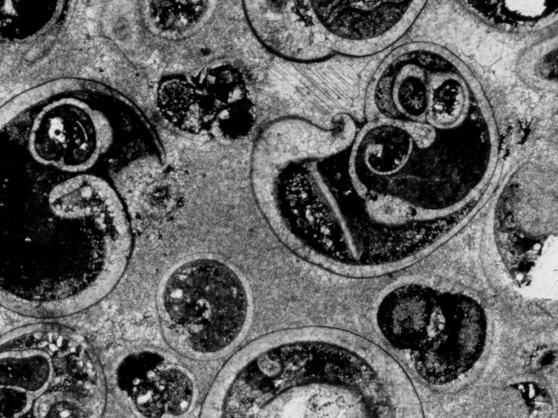 Biomass and Biodiversity Were Coupled in Earth’s Past