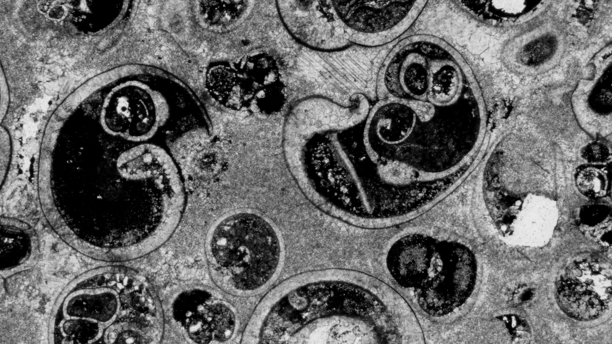 An image depicts a thin layer of sedimentary rock under a microscope. Fragments of fossilized organisms show up as small dark blobs.