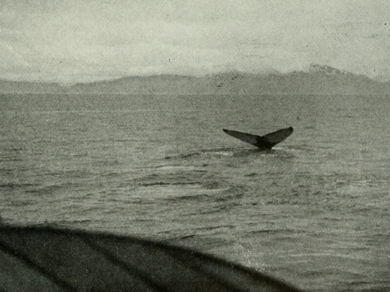 Whaling Records Can Help Improve Estimates of Sea Ice Extent