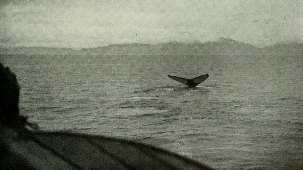 Historic black-and-white photo of a humpback whale diving, flukes visible above the surface