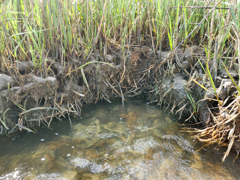 Marsh grass roots along a pool of water